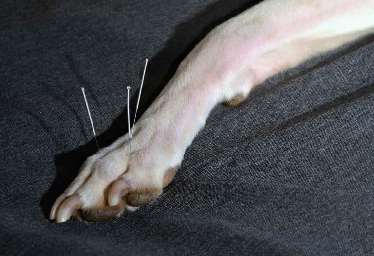 Dog paw with some acupuncture needles