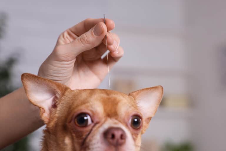 Veterinary holding acupuncture needle near dog's head in clinic, closeup. Animal treatment